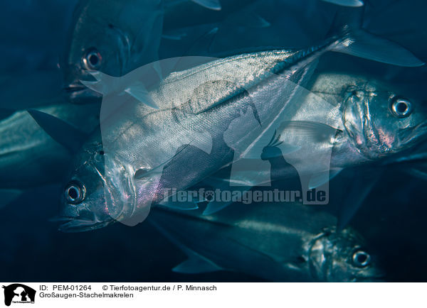 Groaugen-Stachelmakrelen / big eyed trevally / PEM-01264