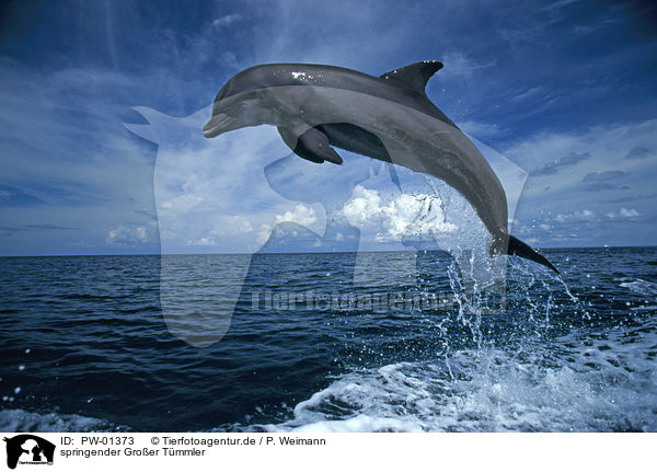 springender Groer Tmmler / jumping bottle-nosed dolphin / PW-01373