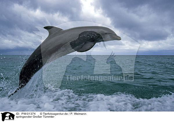 springender Groer Tmmler / jumping bottle-nosed dolphin / PW-01374