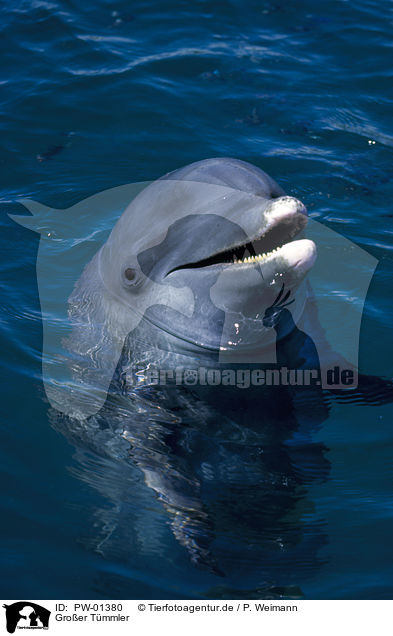 Groer Tmmler / bottlenose dolphin / PW-01380