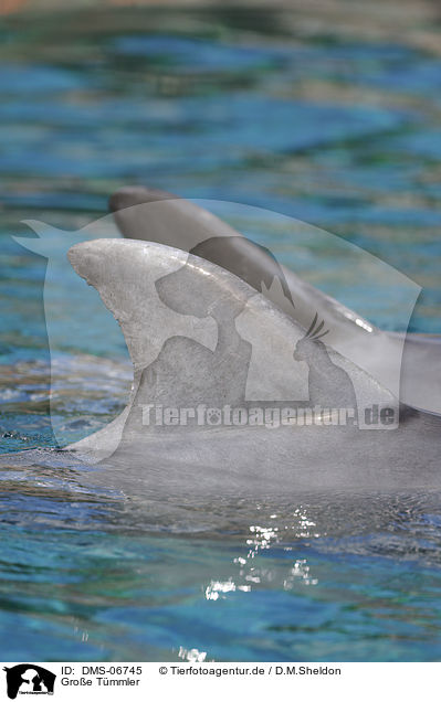 Groe Tmmler / bottle-nosed dolphins / DMS-06745