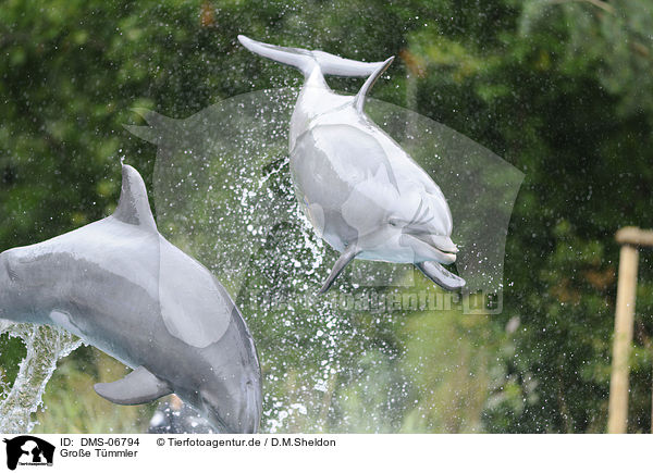 Groe Tmmler / bottle-nosed dolphins / DMS-06794