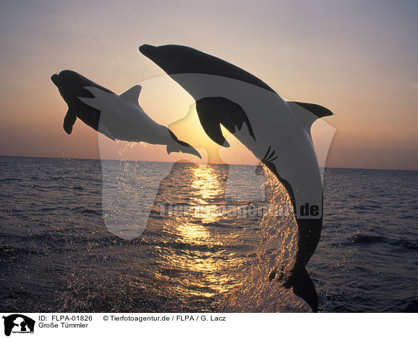 Groe Tmmler / bottle-nosed dolphins / FLPA-01826