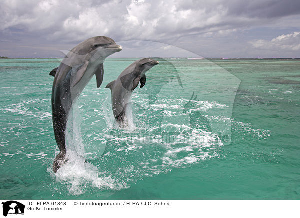 Groe Tmmler / bottle-nosed dolphins / FLPA-01848