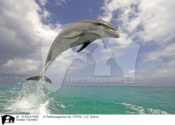 Groer Tmmler / bottle-nosed dolphin / FLPA-01850