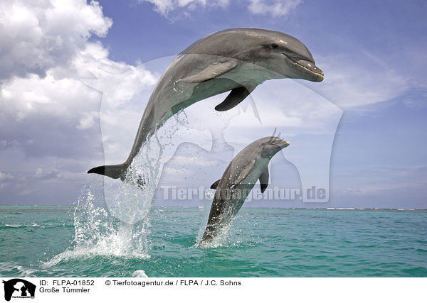 Groe Tmmler / bottle-nosed dolphins / FLPA-01852
