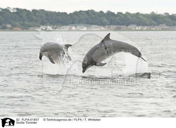 Groe Tmmler / bottle-nosed dolphins / FLPA-01857