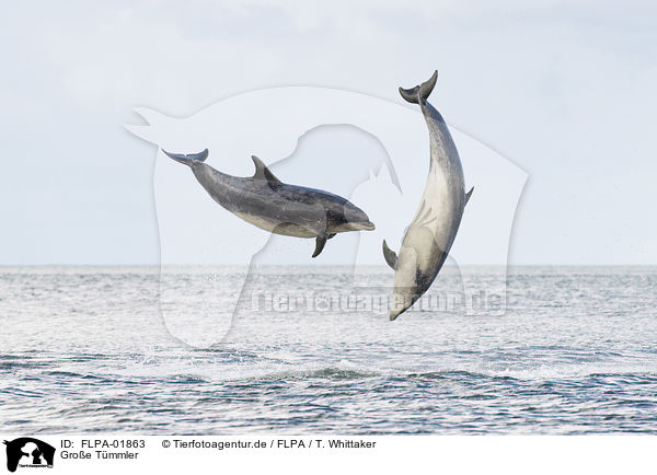 Groe Tmmler / bottle-nosed dolphins / FLPA-01863