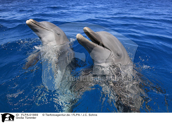 Groe Tmmler / bottle-nosed dolphins / FLPA-01869