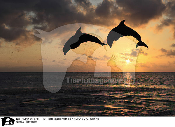 Groe Tmmler / bottle-nosed dolphins / FLPA-01875