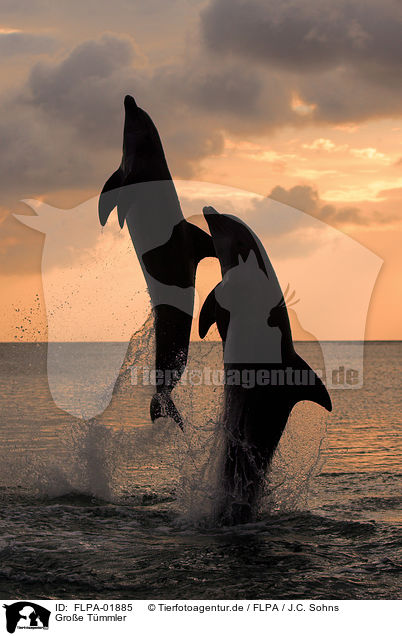 Groe Tmmler / bottle-nosed dolphins / FLPA-01885