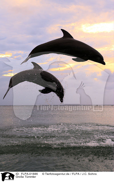 Groe Tmmler / bottle-nosed dolphins / FLPA-01886