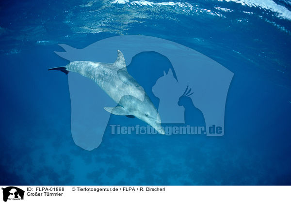Groer Tmmler / bottle-nosed dolphin / FLPA-01898