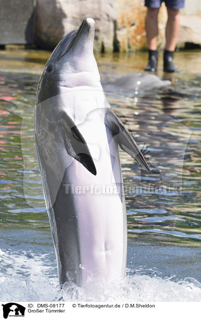 Groer Tmmler / bottle-nosed dolphin / DMS-08177