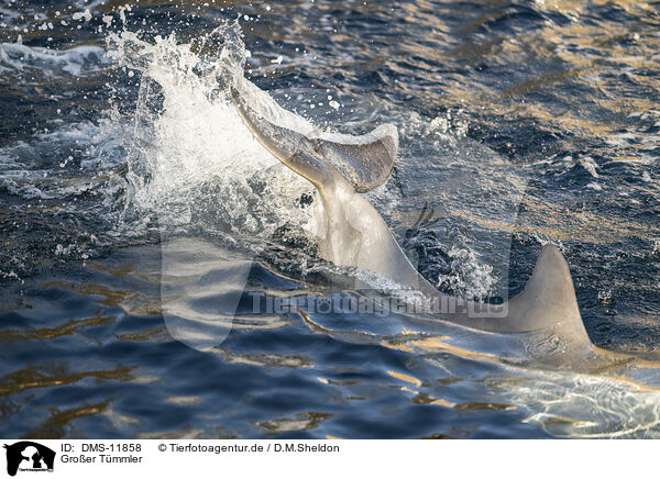 Groer Tmmler / bottle-nosed dolphin / DMS-11858
