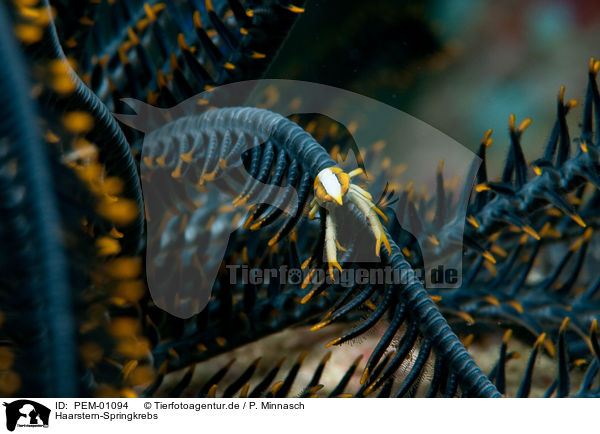 Haarstern-Springkrebs / feather star squat lobster / PEM-01094