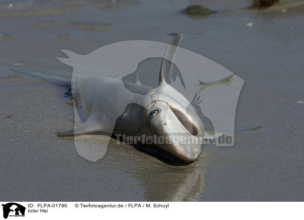 toter Hai / dead shark / FLPA-01786