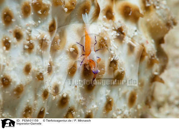 Imperator-Garnele / emperor shrimp / PEM-01159