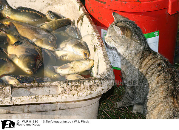 Fische und Katze / WJP-01330