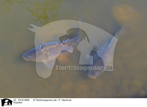 Karpfen / common carps / FH-01889