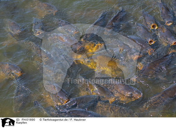 Karpfen / common carps / FH-01890