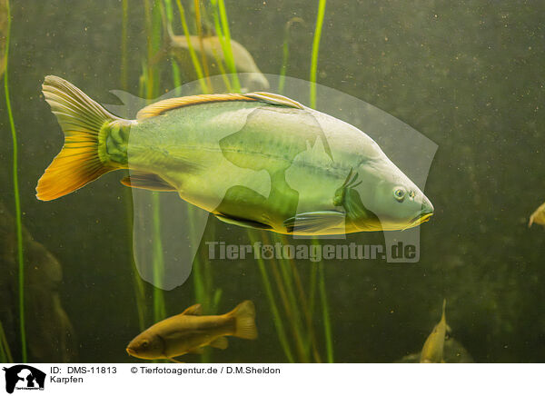 Karpfen / Common carp / DMS-11813