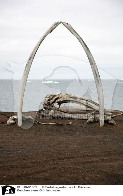 Knochen eines Grnlandwales / bones of bowhead whale / HB-01302
