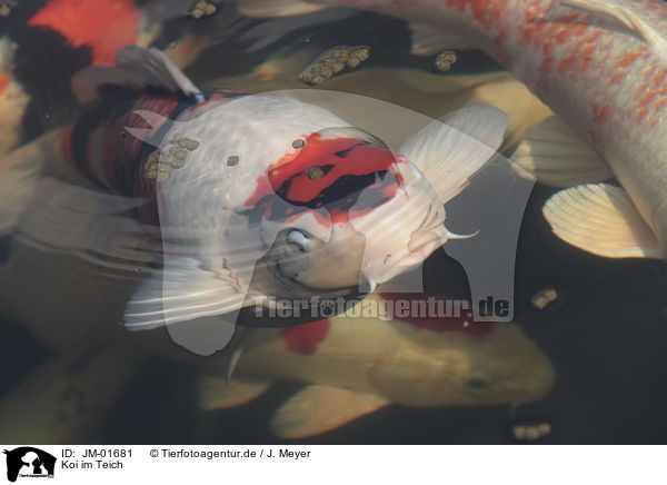Koi im Teich / JM-01681