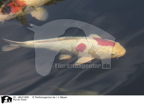 Koi im Teich / Koi in the pond / JM-01688