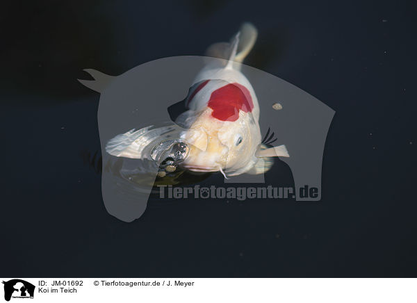 Koi im Teich / JM-01692