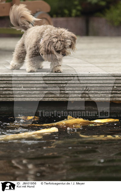 Koi mit Hund / Koi with Dog / JM-01956