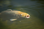 Koi im Teich