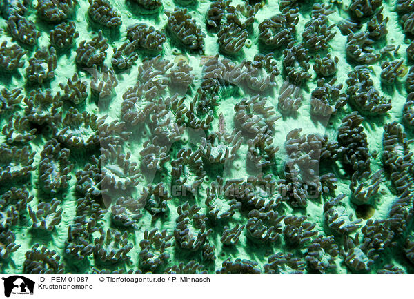 Krustenanemone / button polyps / PEM-01087