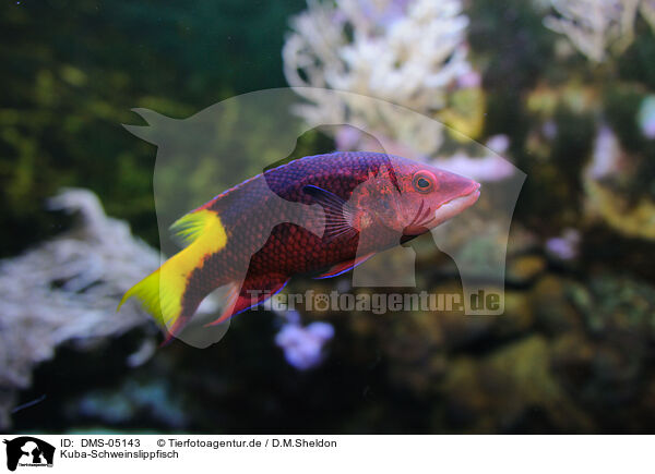 Kuba-Schweinslippfisch / spotfin hogfish / DMS-05143