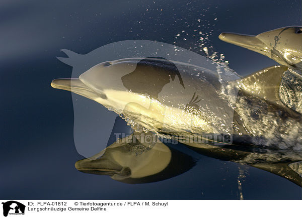 Langschnuzige Gemeine Delfine / FLPA-01812