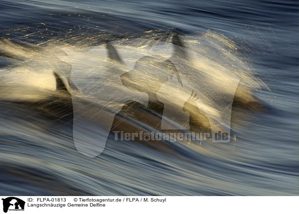 Langschnuzige Gemeine Delfine / long-beaked common dolphins / FLPA-01813