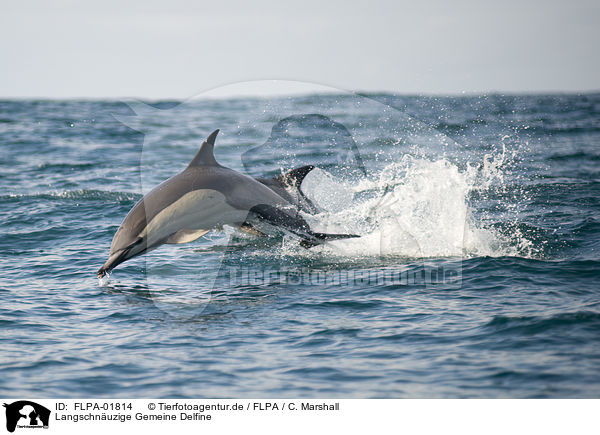 Langschnuzige Gemeine Delfine / FLPA-01814