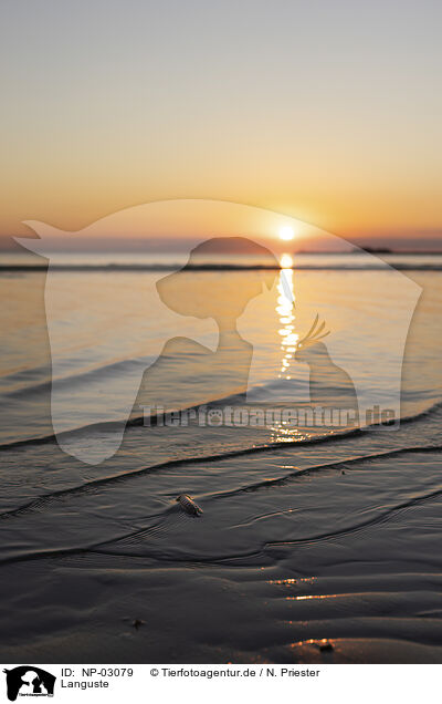 Languste / langouste / NP-03079