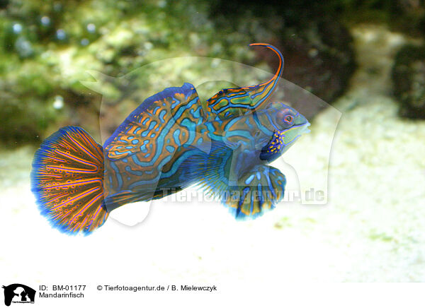 Mandarinfisch / Mandarin Fish / BM-01177