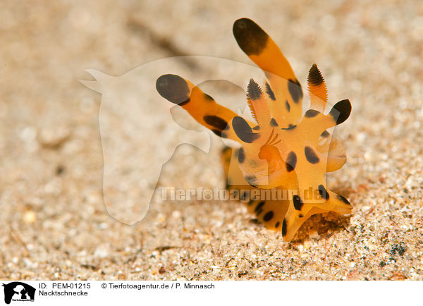 Nacktschnecke / nudibranch / PEM-01215