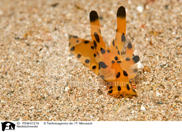 Nacktschnecke / nudibranch / PEM-01216