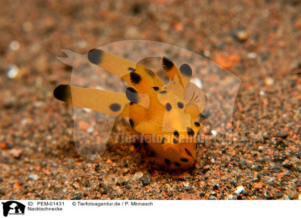 Nacktschnecke / nudibranch / PEM-01431