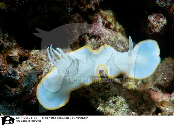 Ardeadoris egretta / PEM-01193