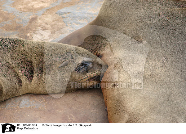Kap Pelzrobbe / seal / RS-01064