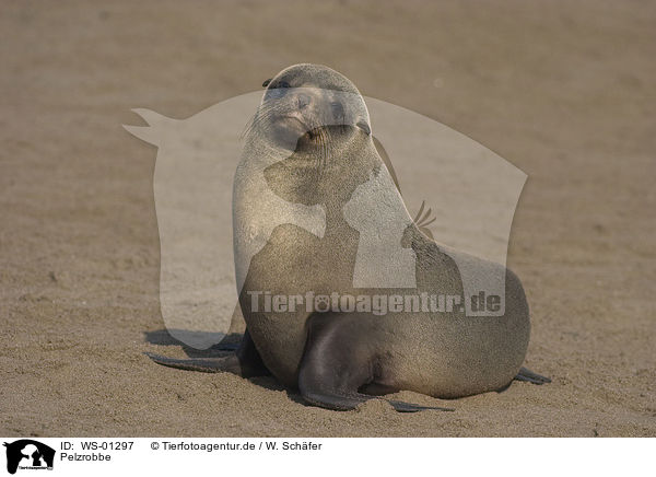 Pelzrobbe / seal / WS-01297