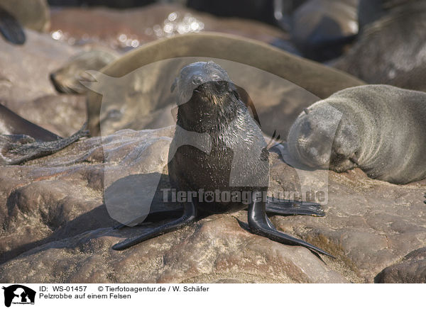 Pelzrobbe auf einem Felsen / seal / WS-01457