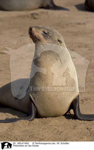 Pelzrobbe an der Kste / seal / WS-01462