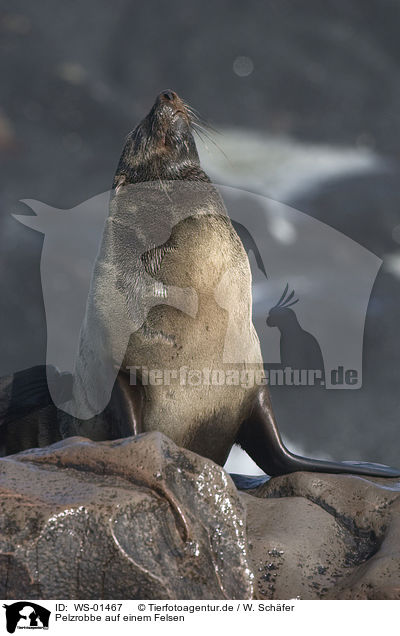 Pelzrobbe auf einem Felsen / seal / WS-01467