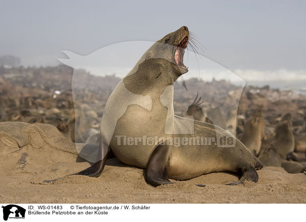 Brllende Pelzrobbe an der Kste / seal / WS-01483