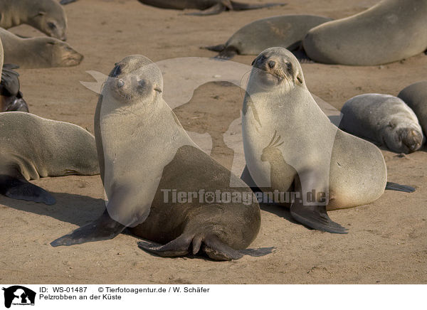 Pelzrobben an der Kste / WS-01487